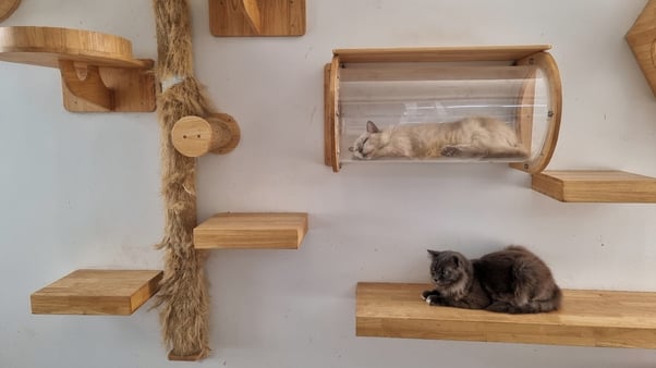 Gatos descansando en una estación de ejercicios
